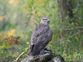 A common buzzard (Buteo buteo) in the forest