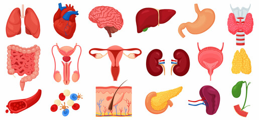 Realistic human internal organs icons set with lungs, kidneys, stomach, intestines, brain, heart, spleen and liver, skin, artery, blood, etc., vector flat illustration - obrazy, fototapety, plakaty