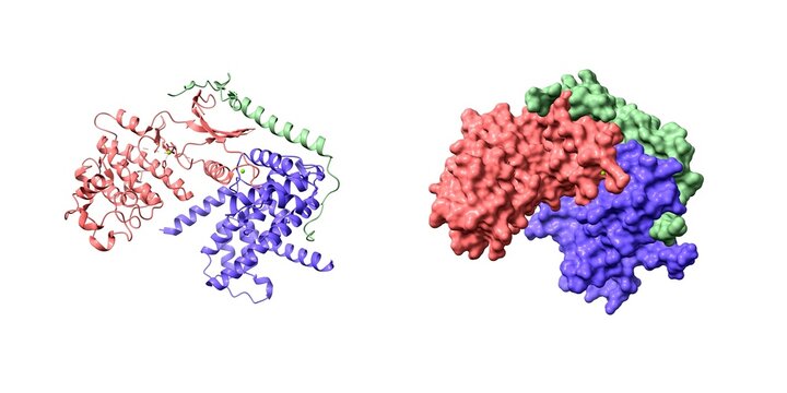 Crystal structure of CDK4 (pink) in complex with cyclin D1 (blue) and P27 inhibitor (green). 3D cartoon and Gaussian surface models, PDB 6p8e, white background