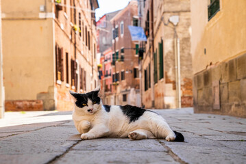 A white and black stray cat relaxing on footpath of ancient residential alley with old houses on a summer day