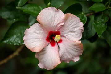 Eine Detailsansicht einer Hibiskusblüte, einer Malvenartigen Pflanze.