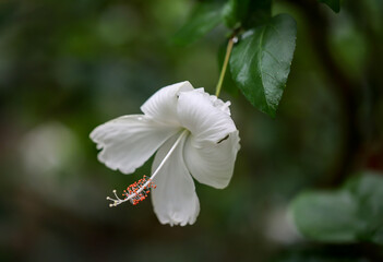 Eine Detailsansicht einer Hibiskusblüte, einer Malvenartigen Pflanze.