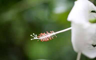 Eine Detailsansicht einer Hibiskusblüte, einer Malvenartigen Pflanze.