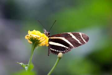 Ein exotischer Schmetterling auf einer Pflanze.
