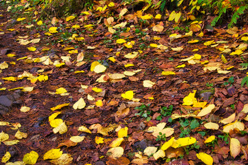 Obraz premium 紅葉に彩られた福島の裏磐梯・五色沼周辺の美しい自然の風景