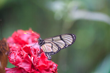 Ein exotischer Schmetterling auf einer Pflanze.

