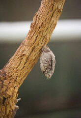 Die Puppe eines Schmetterlings an einer Pflanze.