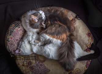 Two cats hugging lie on their sofa