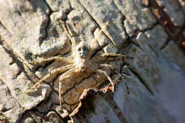 Eine gut getarnte Spinne auf der Rinde einer Birke. Sieht aus wie eine Krabbenspinne.