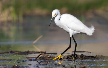 Snowy Egret