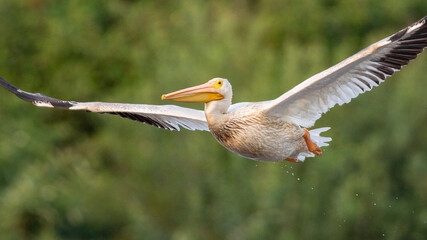 American White Pelican