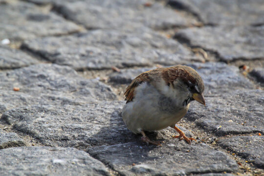 Nahaufnahme, eine Studie eines Sperlings. Sperlinge sind Singv&ouml;gel.
