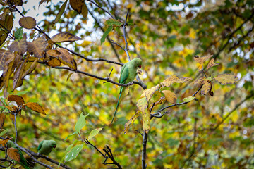 Colourful Parakeets Perched in a Tree in a London park