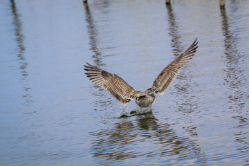 Obraz premium Portrait einer Mantelmöwe. Mantelmöwe am Strand der Ostsee. 