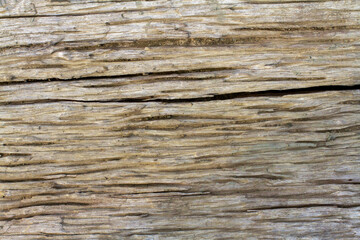 Old wood surface eroded by time, texture background.