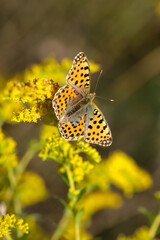 Portreit eines kleinen Perlmuttfalters auf einer Wiesenpflanze.