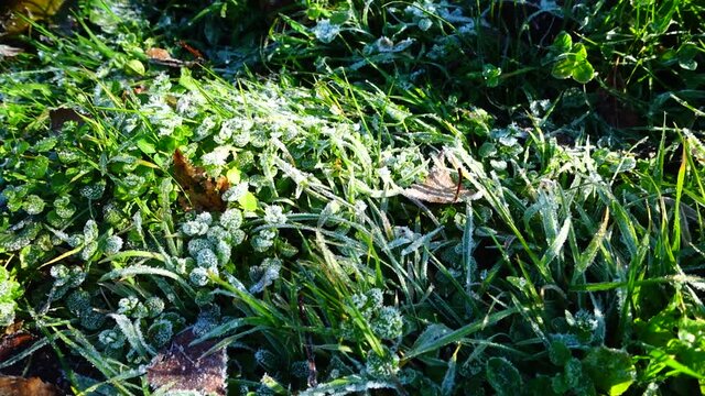 Frost on the grass. Shooting in the autumn park.