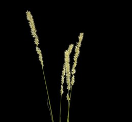 Melica ciliata plant, common name Wimper Perlgras, studio shot on black background