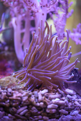 Fototapeta na wymiar Eine wunderschöne Kupfer Anemone in einem Meerwasseraquarium. 