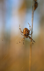 Portrait einer Gartenkreuzspinne in ihrem Netz auf einer Wiese.