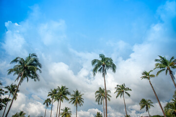 coconut tree sky nature