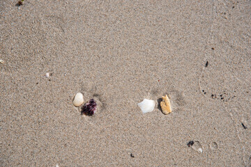 Fototapeta na wymiar ground shells, sand, sea, beach