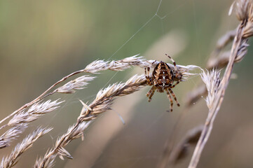 Portrait einer Gartenkreuzspinne in ihrem Netz auf einer Wiese.