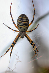 Eine Nahaufnahme einer Wespenspinne in Ihrem Netz in einer Wiese.