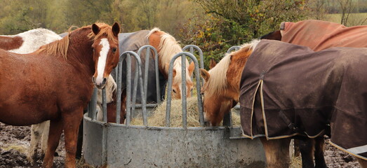 several horses are standing at a feed rack with hay - Powered by Adobe