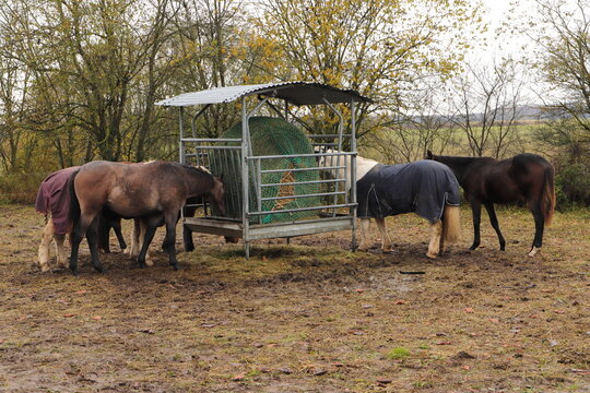 several horses are standing at a feed rack with hay