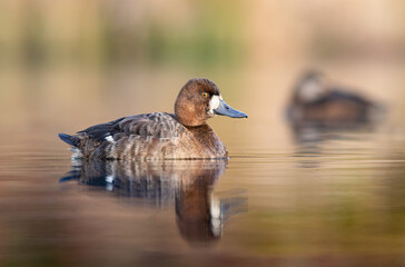 Lesser Scaup - Female