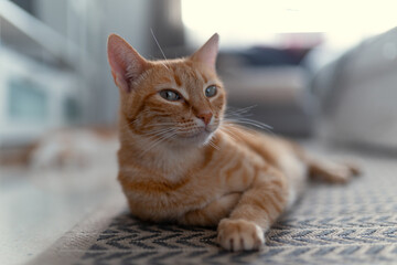 brown tabby cat with green eyes lying on the carpet. close up