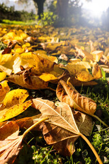 Foglie in autunno. Foglie in una mattina d'autunno.