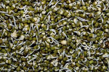 Close-up view of the sprouted Mung Beans.