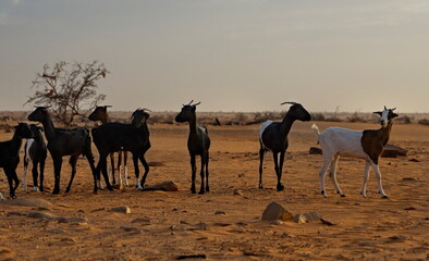 West Africa. Mauritania. A flock of goats graze in the Sahara Desert, in which there is almost no vegetation.