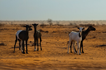 West Africa. Mauritania. A flock of goats graze in the Sahara Desert, in which there is almost no vegetation.