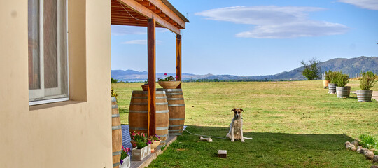 Lonely guard dog tied up outside a vineyard house in Argentina. Guided tour. Wooden Wine barrels....