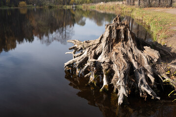 fabulous tree root in water