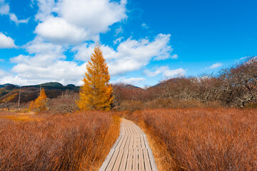 日光国立公園　紅葉したカラマツと木道
