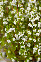 White bell heather