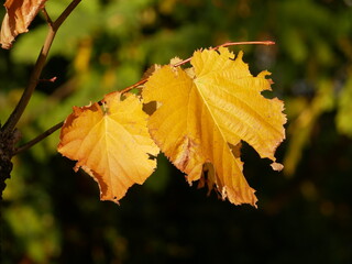 foglie; autunno; alberi; 