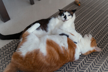 two domestic white cats play together on the carpet
