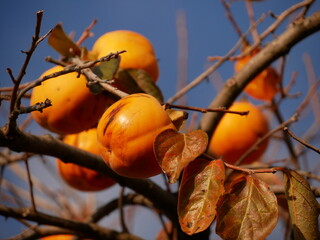 Frutto; frutti; autunno; sole; colore; natura; giallo; arancione; piante; piante