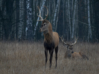 Deer, Cervus elaphus, with antlers growing on velvet.A huge deer in deep spruce forest. Wild animals in spring . The best photo.