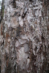 tree bark from a pine tree