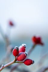 Red rose hips covered with ice crystals of hoarfrost. Good natural source of vitamin c. Frosty...