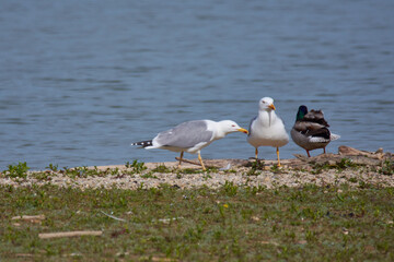 Adulte Mittelmeermöwen (Larus michahellis) im Brutkleid	