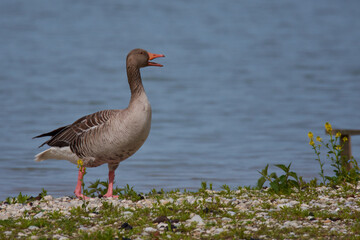 Graugänse bei der Futtersuche in Bayern	