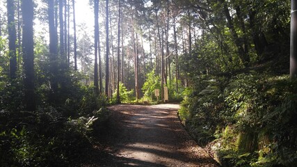 Fototapeta na wymiar path in the giant forest