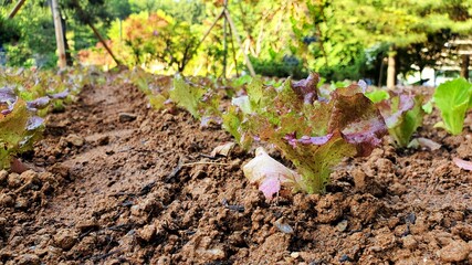 spring in the garden